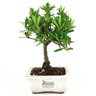 bonsai_mini_jasmim_2_anos_21_cm_14719_3_c1ed226a0c2f9b50a500e849629c9289