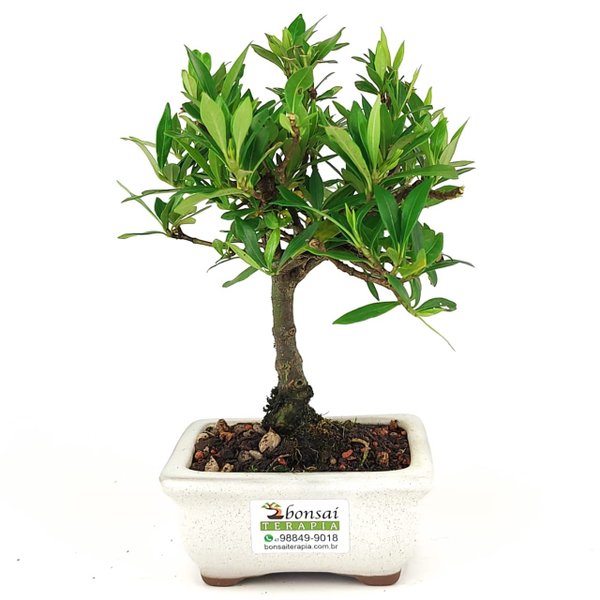 bonsai_mini_jasmim_2_anos_21_cm_14719_3_c1ed226a0c2f9b50a500e849629c9289