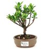 bonsai_jasmim_do_cabo_2_anos_21_cm_14723_1_dbd5ca309d0070a42b86ea969e055d54