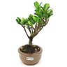 bonsai_jasmim_do_cabo_2_anos_21_cm_14723_2_8441e74b38993cd3d37739de9b5251e8