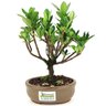 bonsai_jasmim_do_cabo_2_anos_21_cm_14723_3_7f3054e925d46ae171d046000f06173d