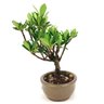 bonsai_jasmim_do_cabo_2_anos_21_cm_14723_4_a304d51e5666a4f41badfd9a1fb814fe