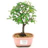bonsai_caliandra_rosa_2_anos_22_cm_14725_1_4f2844992e46b6892d25c33c77c0ffdd