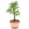 bonsai_caliandra_rosa_2_anos_22_cm_14725_2_349d496de528d19456174942d74ddec8