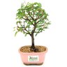 bonsai_caliandra_rosa_2_anos_22_cm_14725_3_7fd2bda0f93a33c36cf2eaa2c6e40807