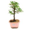 bonsai_caliandra_rosa_2_anos_22_cm_14725_4_058ba6976c2c03fc8f7dac37ae8337bc