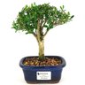 bonsai_buxus_harlandii_2_anos_19_cm_14733_1_9bd567755266317da8e4e86fa555c6dc