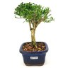bonsai_buxus_harlandii_2_anos_19_cm_14733_2_3abf5d3a7e3ffd6c1e42eaa4ed5c2315