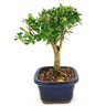 bonsai_buxus_harlandii_2_anos_19_cm_14733_4_b163777b20dc144226ed7561be988954