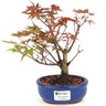 bonsai_acer_deshojo_2_anos_21_cm_14737_1_b8bbda8933fefa3c533dcf7261be40d1