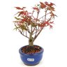 bonsai_acer_deshojo_2_anos_21_cm_14737_2_364805af76c33fa92382f6eefac8db21