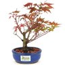 bonsai_acer_deshojo_2_anos_21_cm_14737_3_e613ccc6c15e8c0005d714db828da963