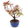 bonsai_acer_deshojo_2_anos_21_cm_14737_4_f419caedeb00b44d4569beaee4fc6295