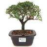 bonsai_serissa_rosa_3_anos_23_cm_14741_1_e440a3ba4ec2c1d8e5e86b36c9a2e199