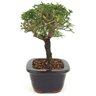 bonsai_serissa_rosa_3_anos_23_cm_14741_4_a7f66ad1fd587f99e0535a7f94dfa5b4