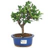 bonsai_ulmus_chines_3_anos_26_cm_14743_1_3fcdf25da8bfa7597ee25c95b56b5707
