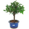 bonsai_ulmus_chines_3_anos_26_cm_14743_2_5f77a83effdd81c81f9652d81a81a824