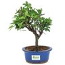 bonsai_ulmus_chines_3_anos_26_cm_14743_3_22c95427b1f452fb63130a1c9aaeb66f