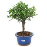 bonsai_ulmus_chines_3_anos_26_cm_14743_4_b51dd5dd43aae42dc5f813df667a4557
