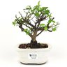 bonsai_flor_de_lotus_2_anos_22_cm_14745_1_74c7fdac4f6b2536c49c66a744c3bbbf