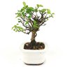 bonsai_flor_de_lotus_2_anos_22_cm_14745_2_953c70a7b54dfd108088fd42664eb155