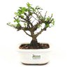 bonsai_flor_de_lotus_2_anos_22_cm_14745_3_3252be90ca64a7b95a0612fe9a2d94ad