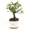 bonsai_flor_de_lotus_2_anos_22_cm_14745_4_f60f15d180abe0e0e31f7468adad8736