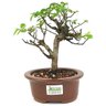 bonsai_flor_de_lotus_2_anos_22_cm_14749_1_43754a4780e2d3545ad4398cda497154