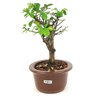 bonsai_flor_de_lotus_2_anos_22_cm_14749_2_ee8a7278efb42a92a1b785a9fb18bb28