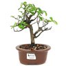 bonsai_flor_de_lotus_2_anos_22_cm_14749_3_1d4799d7041dfeb9f1e111cc58966694