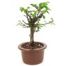 bonsai_flor_de_lotus_2_anos_22_cm_14749_4_839964a427728dbce5ac2940d6d8e86c