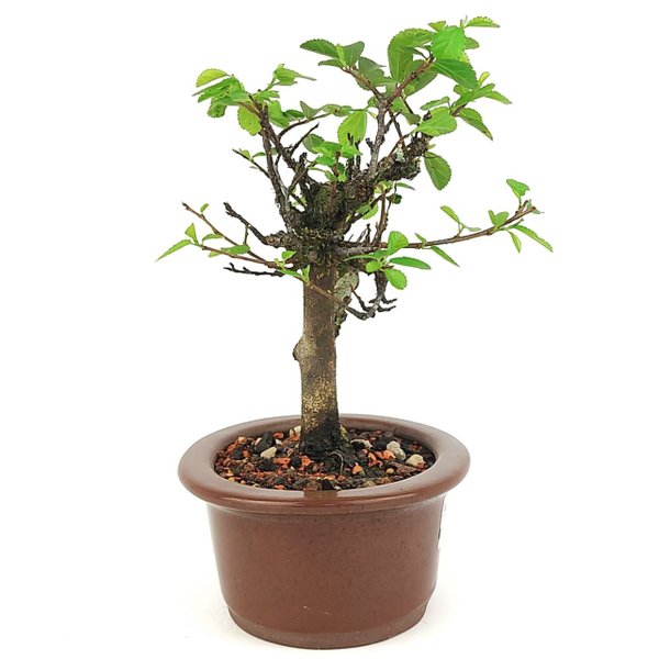 bonsai_flor_de_lotus_2_anos_22_cm_14749_4_839964a427728dbce5ac2940d6d8e86c