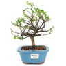 bonsai_flor_de_lotus_2_anos_27_cm_14751_1_7f01d03f6534ab47bd0d354f1deeede2