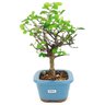 bonsai_flor_de_lotus_2_anos_27_cm_14751_2_4cc53f3eef5a5613eaf78f87bc3fdfe2