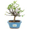 bonsai_flor_de_lotus_2_anos_27_cm_14751_3_7de7609599c9605eaa65a4ad50cc8fb1