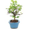 bonsai_flor_de_lotus_2_anos_27_cm_14751_4_0b98656a7a69a6eb88534326490512b3