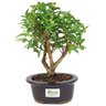bonsai_mini_goiaba_3_anos_26_cm_14753_3_a22a82b74d8bd00d3012903d0881500a