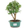 bonsai_mini_goiaba_3_anos_28_cm_14755_1_87c68b0545d42d043a28001a48576a49