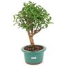 bonsai_mini_goiaba_3_anos_28_cm_14755_2_d0efeca424605dd4320962c9bc1d9328