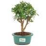 bonsai_mini_goiaba_3_anos_28_cm_14755_3_d1d941975a1730ace431812445410f9b
