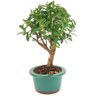 bonsai_mini_goiaba_3_anos_28_cm_14755_4_2bf889b2911b825b894b78e44aad8033
