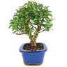 bonsai_mini_goiaba_3_anos_24_cm_14757_4_5b73d777cfb5d34bb4f42e2b8ef03647