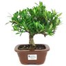 bonsai_mini_jasmim_3_anos_21_cm_14759_1_4f49c389f177f788792739b78392a649