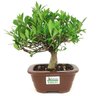 bonsai_mini_jasmim_3_anos_21_cm_14759_3_09493ba7f4317a179d92ad07f5a0c8d9