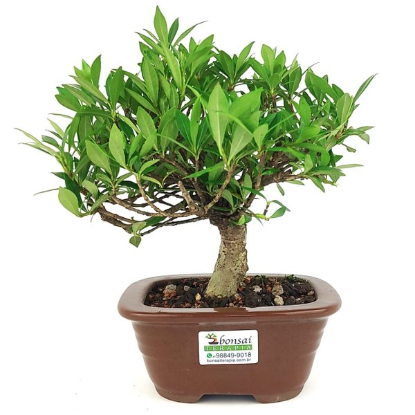 bonsai_mini_jasmim_3_anos_21_cm_14759_3_09493ba7f4317a179d92ad07f5a0c8d9