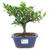 bonsai_mini_jasmim_3_anos_24_cm_14761_1_39a78b8b97113a5d3b6de854ba66fbee