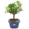 bonsai_mini_jasmim_3_anos_24_cm_14761_2_21a9d2a18cf0a52f31562cbc34dac69d