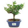 bonsai_mini_jasmim_3_anos_24_cm_14761_3_e407f55d8fb615a4b2429511101a6987
