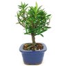 bonsai_mini_jasmim_3_anos_24_cm_14761_4_dc5f6933d9281e7cc3b9e08abe7dabc3
