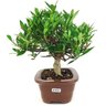 bonsai_mini_jasmim_3_anos_23_cm_14763_4_e1ac5d96ae3f455dac00f793cf4bfd07